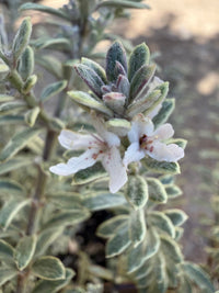 Coastal Rosemary 'Smokey' (Westringia fruticosa) - Large - Ladybird Nursery