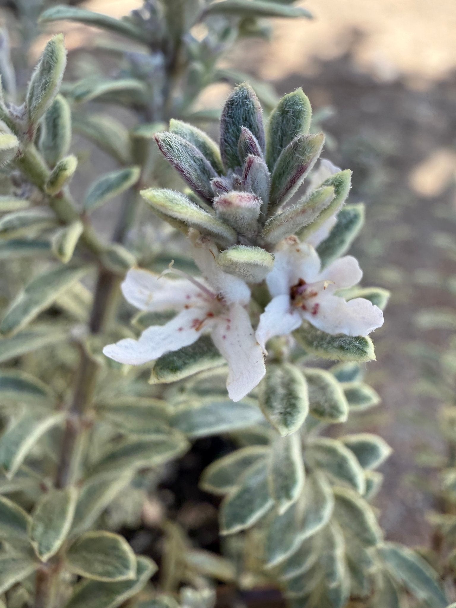 Coastal Rosemary 'Smokey' (Westringia fruticosa) - Large - Ladybird Nursery