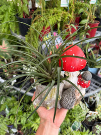 Pink Quill (Tillandsia cyanea) in Mushroom and Log Planter - Ladybird Nursery