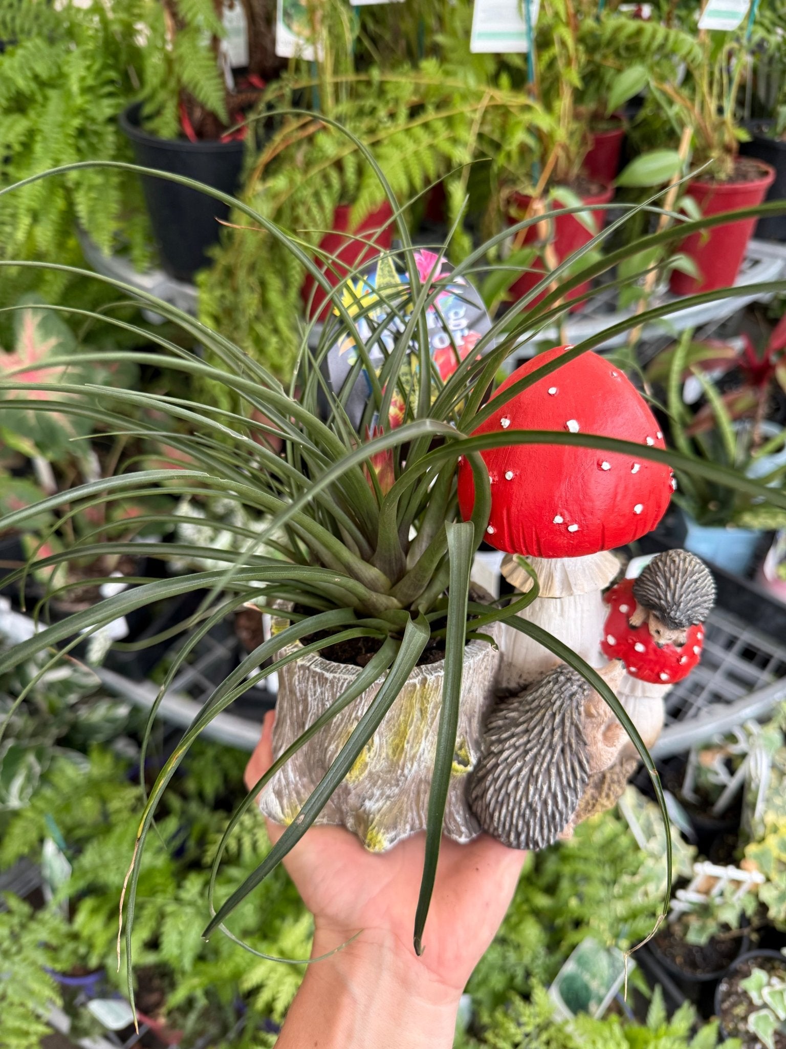 Pink Quill (Tillandsia cyanea) in Mushroom and Log Planter - Ladybird Nursery