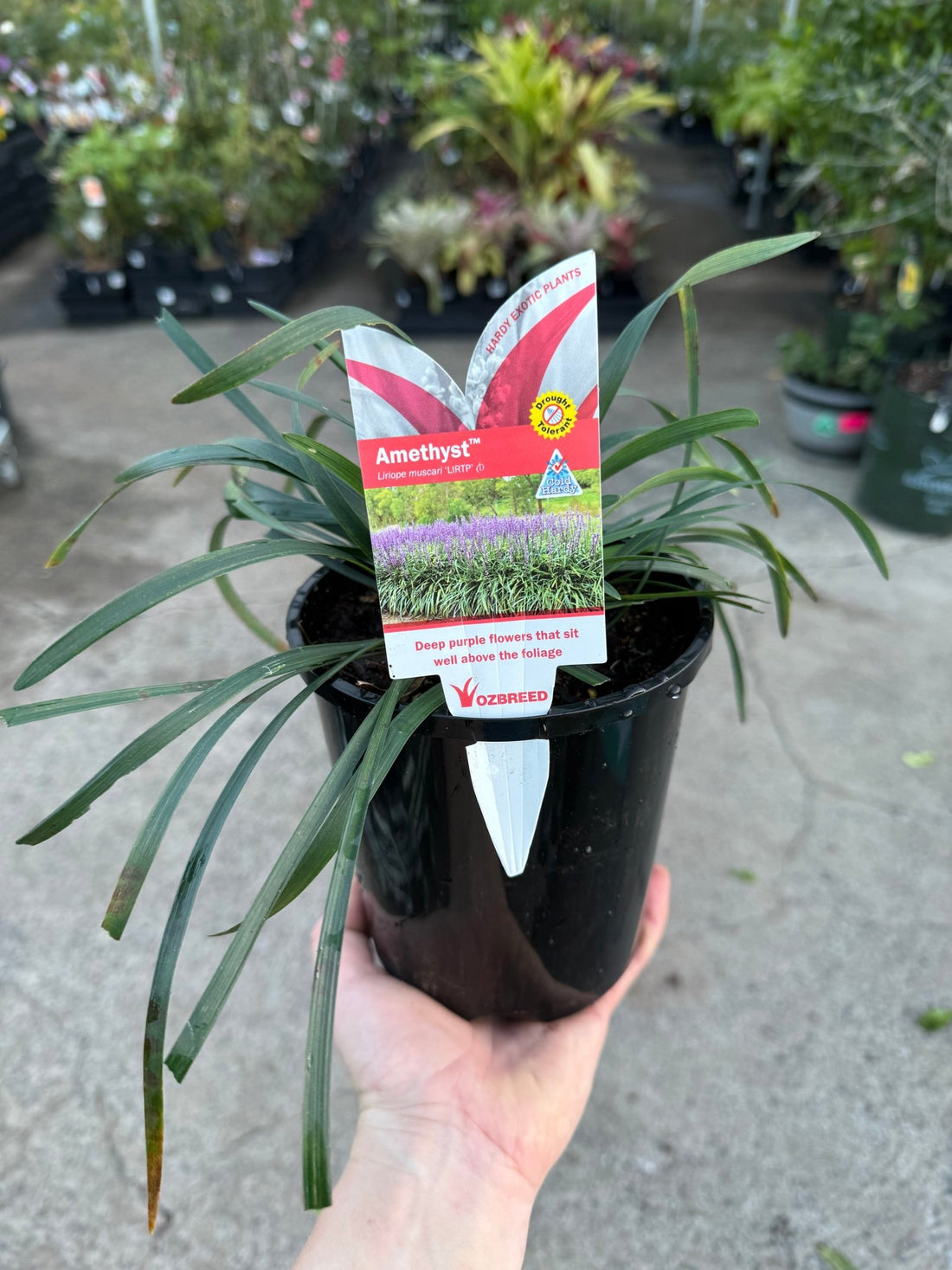 Liriope 'Amethyst™' (Liriope muscari) - Ladybird Nursery