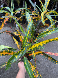 Croton 'Little Mia' - Ladybird Nursery