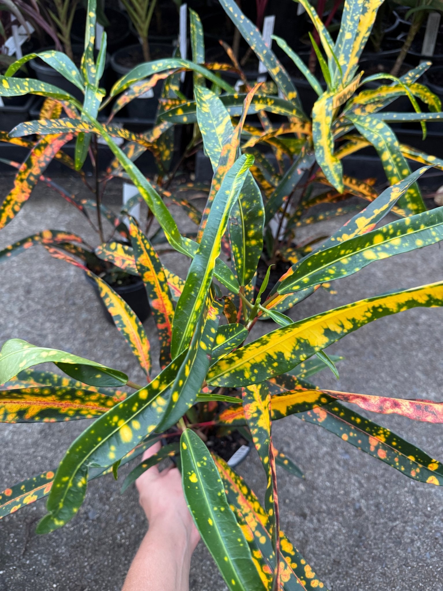 Croton 'Little Mia' - Ladybird Nursery