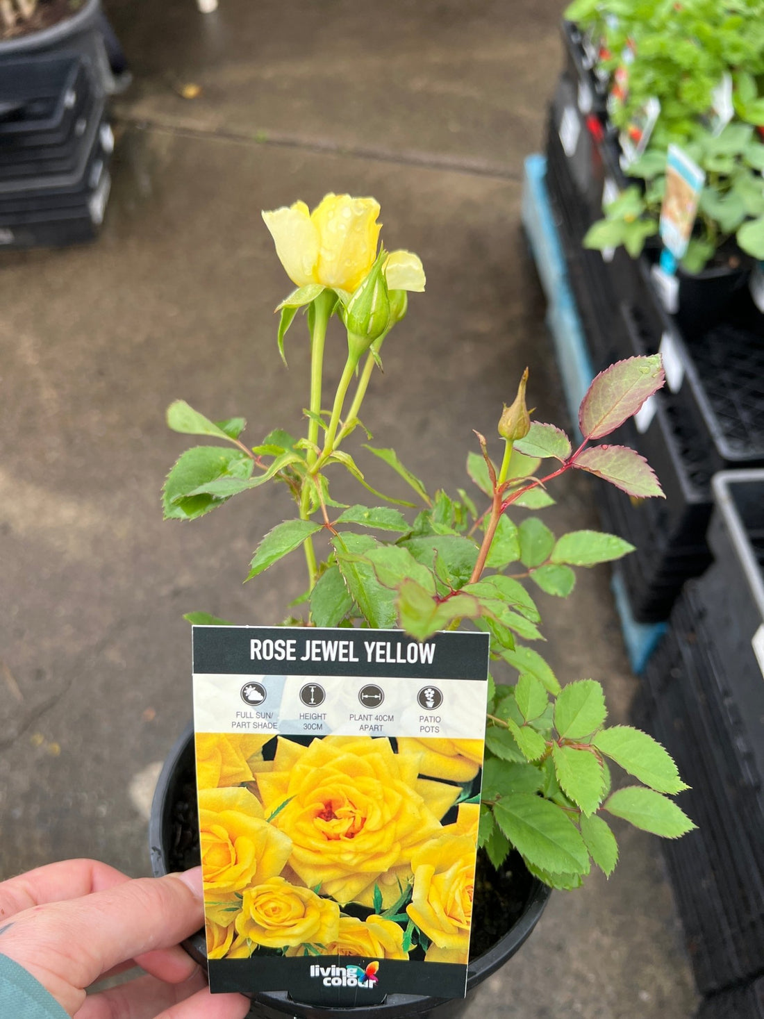 Rose Jewel Miniature Yellow (Rosa) - Ladybird Nursery