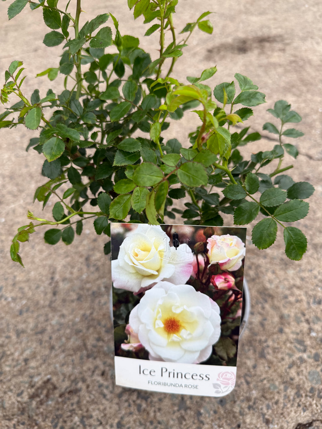 Rose 'Ice Princess'