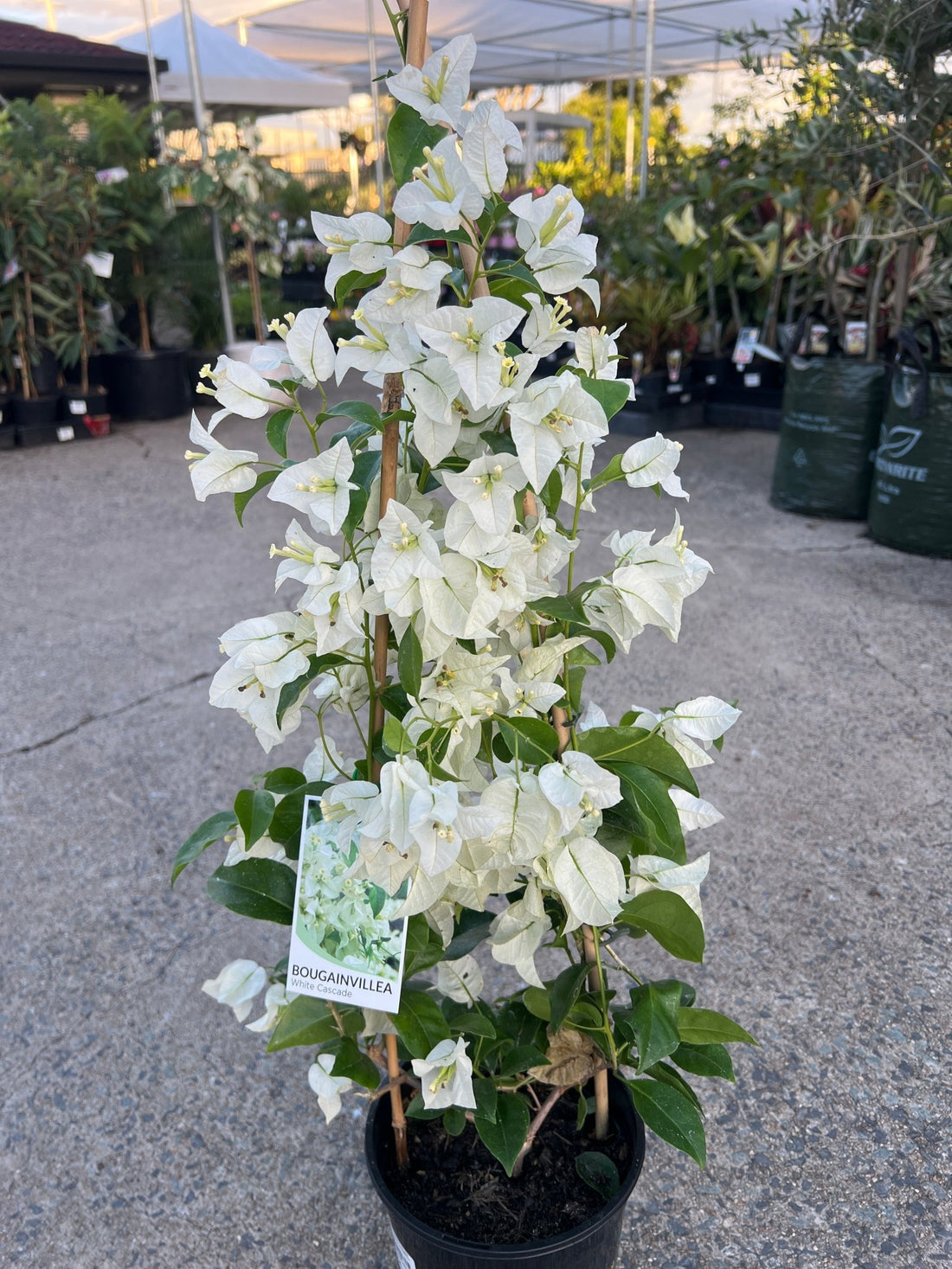 Bougainvillea White Cascade (Bougainvillea glabra) - Medium - Ladybird Nursery