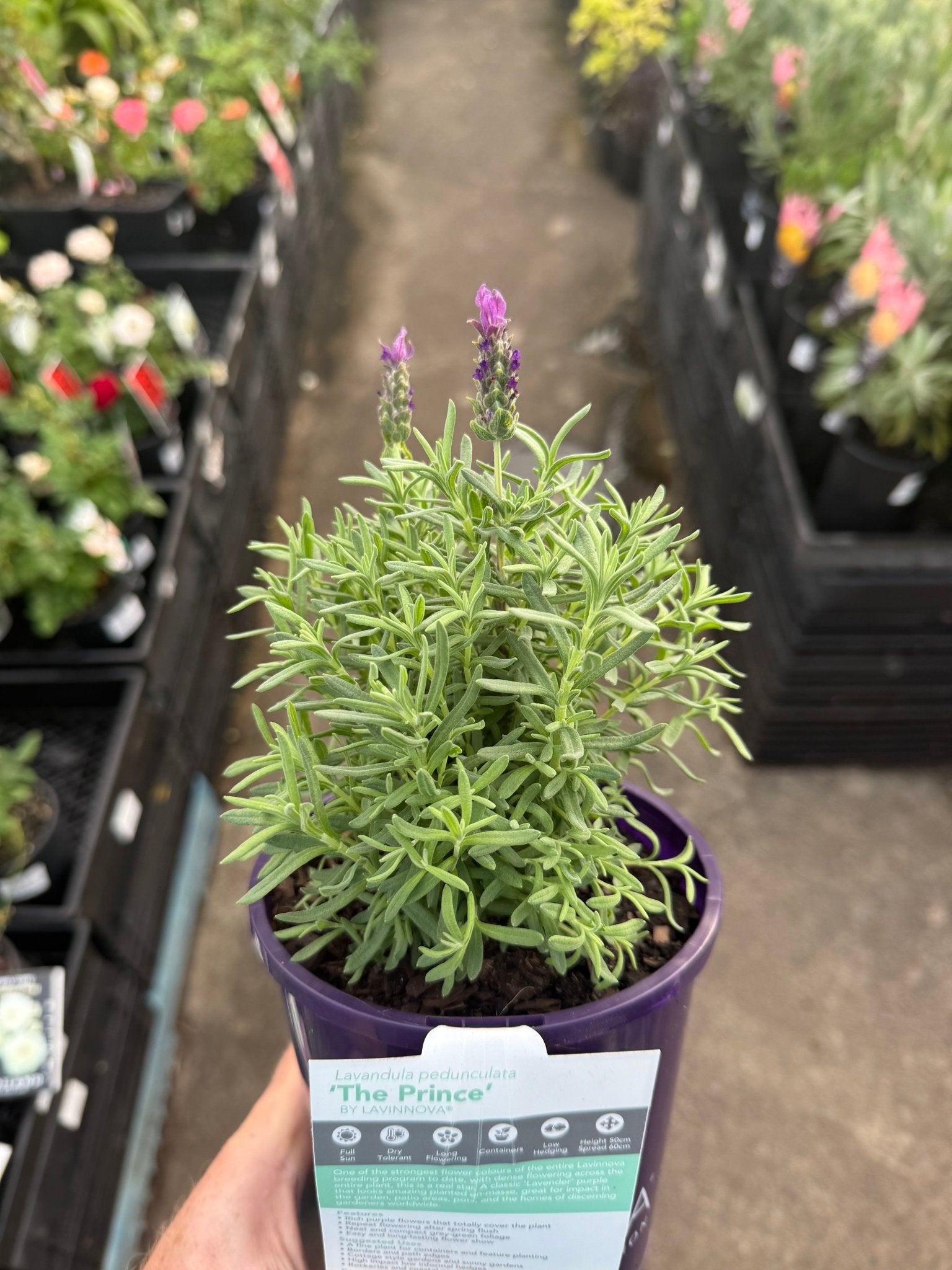 Lavender - The Prince (Lavandula hyb.) - Ladybird Nursery