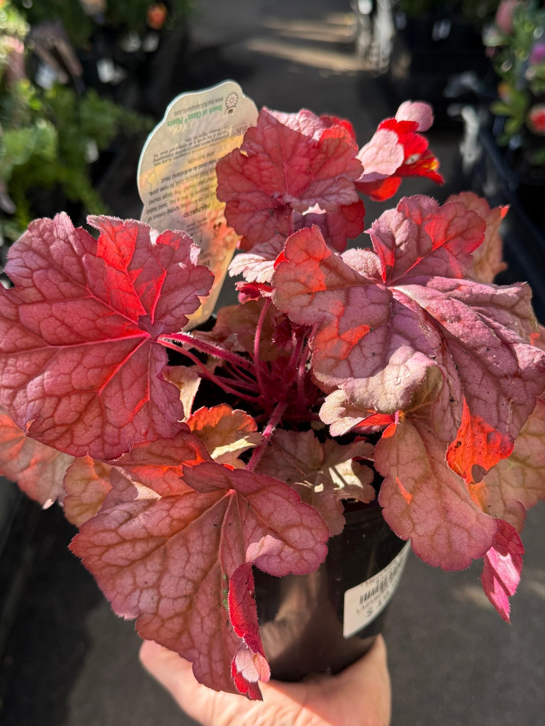 Heuchera 'Berry Smoothie' - Ladybird Nursery