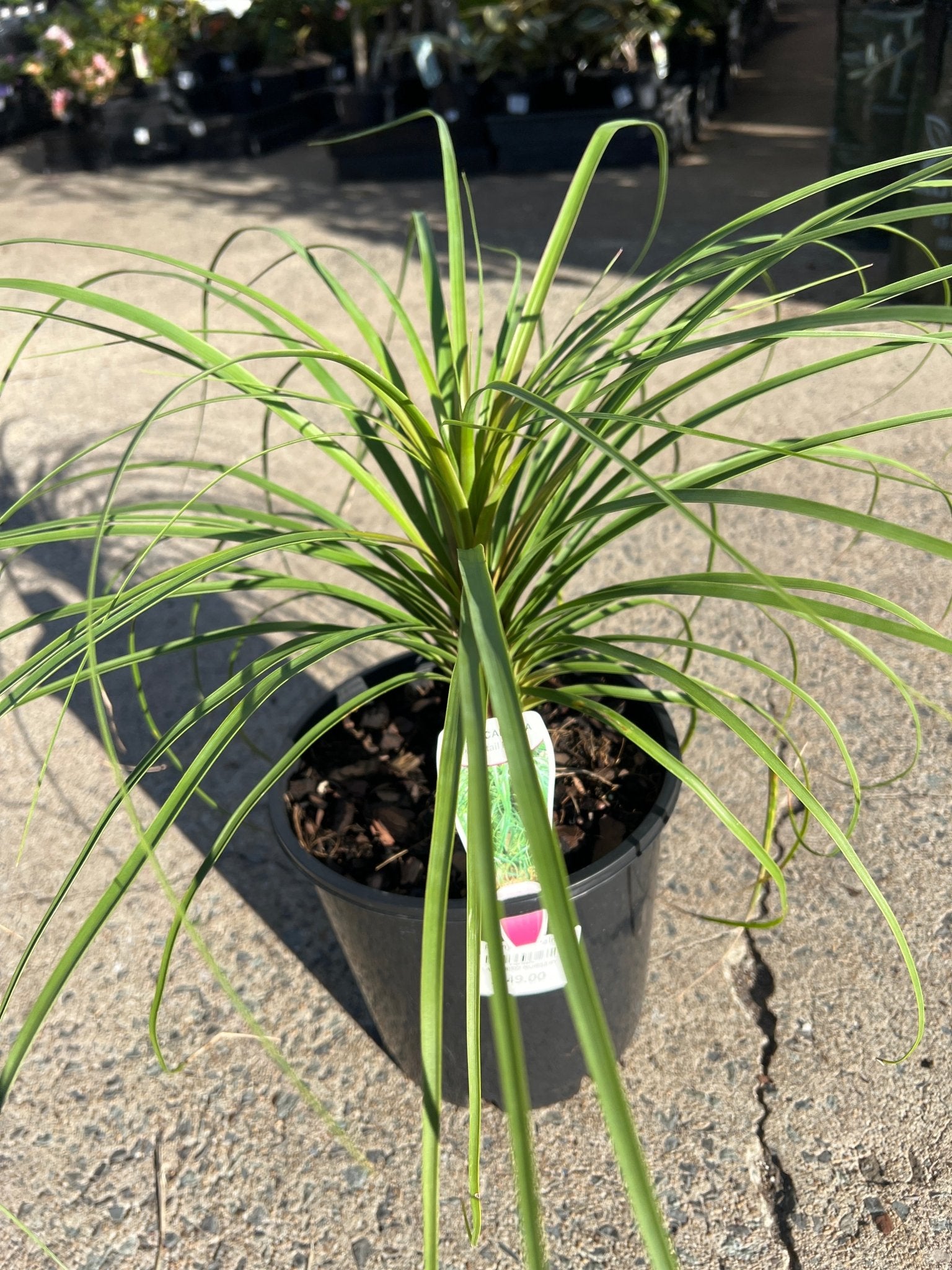 Pony Tail Palm - Large - Ladybird Nursery