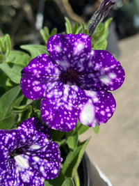 Petunia 'Night Sky' - Ladybird Nursery