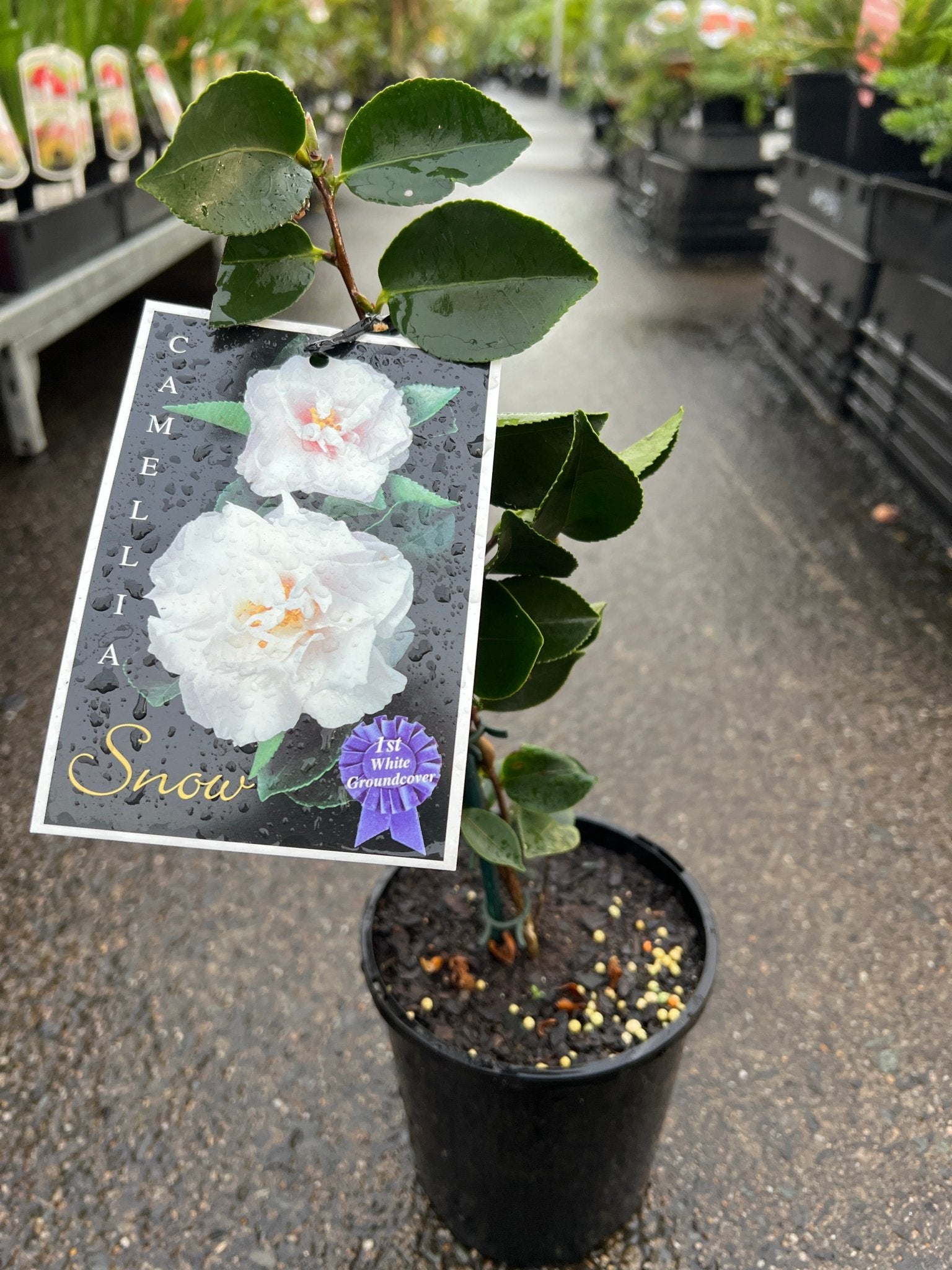 Camellia 'Snow' - Ladybird Nursery