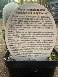 Peruvian Old Lady Cactus (Espostoa melanostele) - Ladybird Nursery