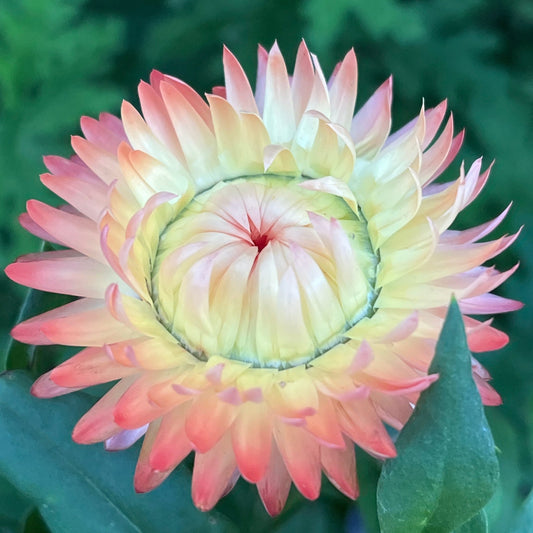 Paper Daisy 'Peachy Keen' (Bracteantha) - Ladybird Nursery