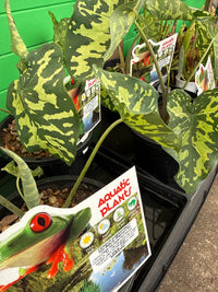 Caladium praetermissum 'Hilo Beauty' - Ladybird Nursery