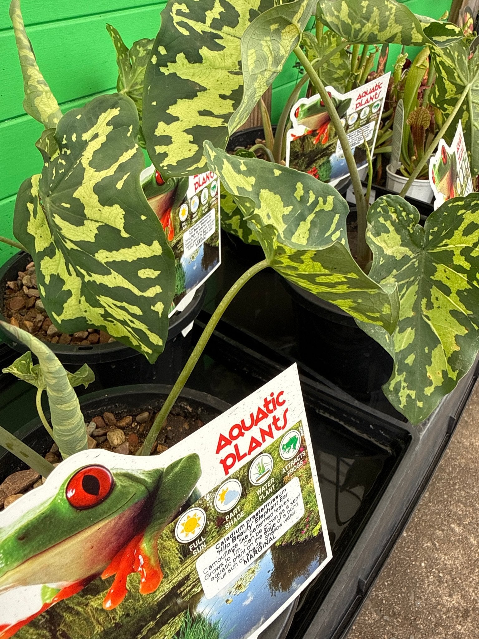 Caladium praetermissum 'Hilo Beauty' - Ladybird Nursery