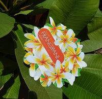 Frangipani ‘Sweet Aloha’ (Plumeria rubra) - Ladybird Nursery