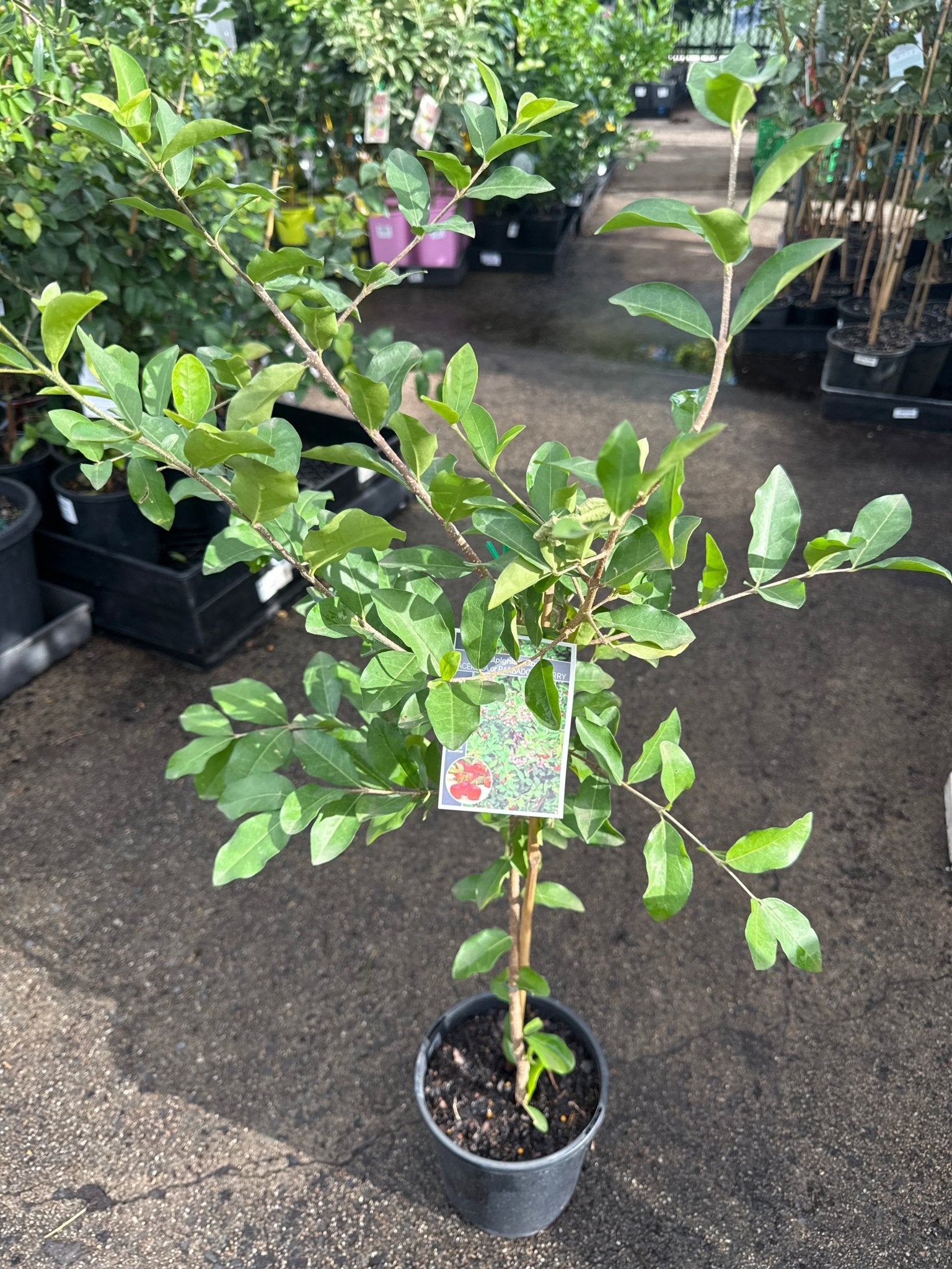 Acerola Cherry (California Sweet) - Ladybird Nursery