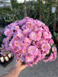 Garden Mum (Chrysanthemum)