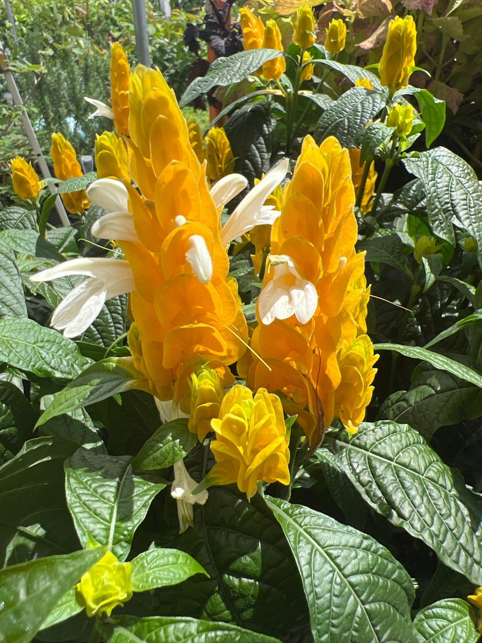 Lollipop Plant (Pachystachys lutea) - Ladybird Nursery
