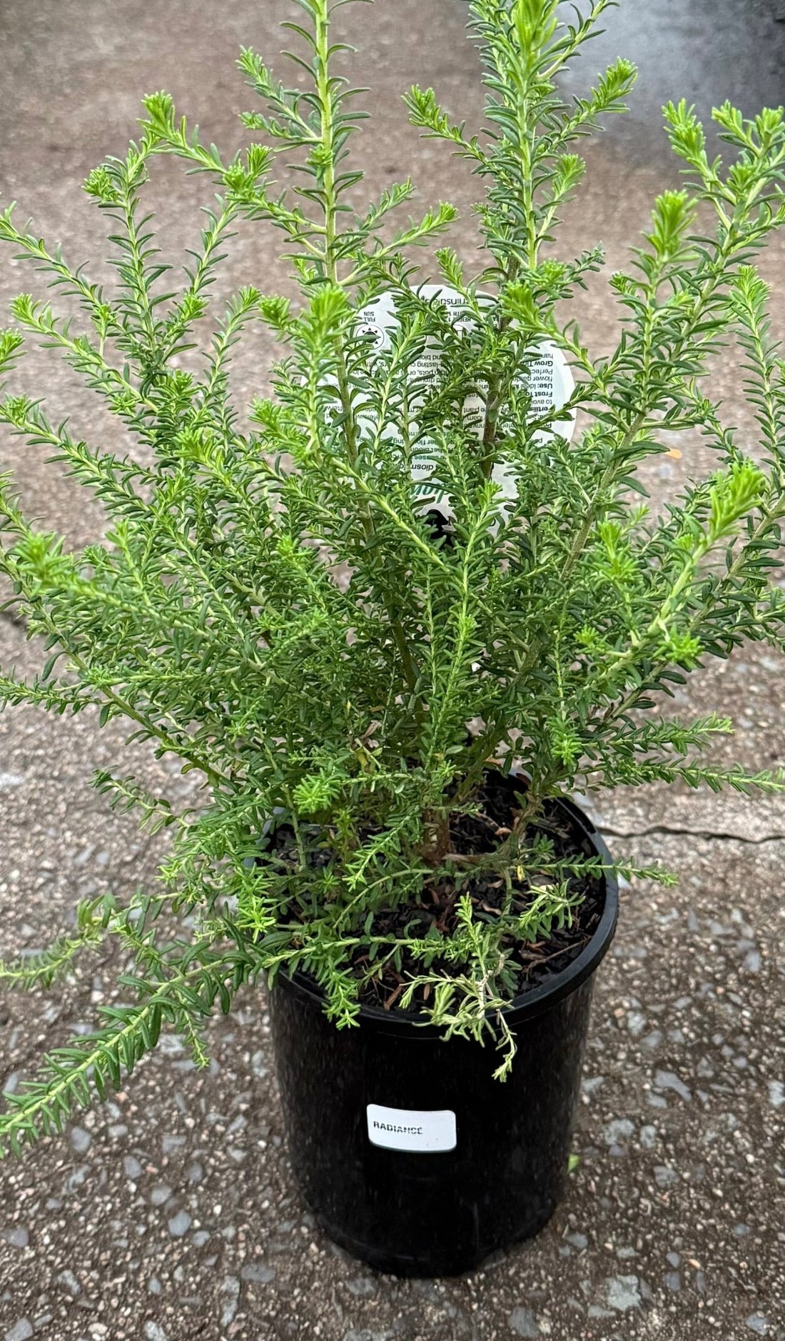 Rice Flower 'Radiance' (Ozothamnus diosmifolius) - Ladybird Nursery