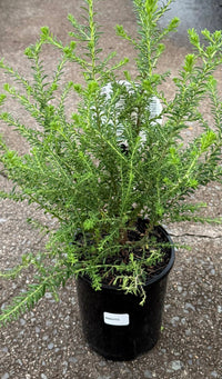 Rice Flower 'Radiance' (Ozothamnus diosmifolius) - Ladybird Nursery