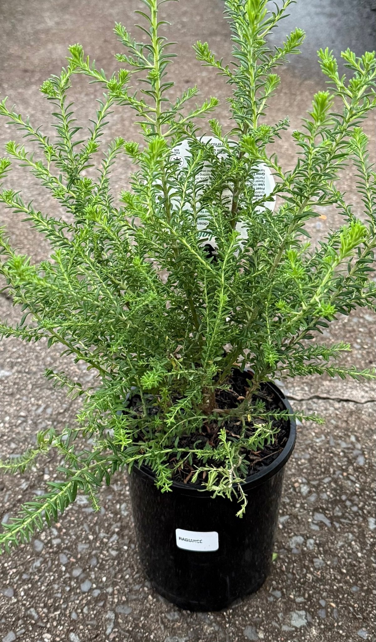 Rice Flower 'Radiance' (Ozothamnus diosmifolius) - Ladybird Nursery
