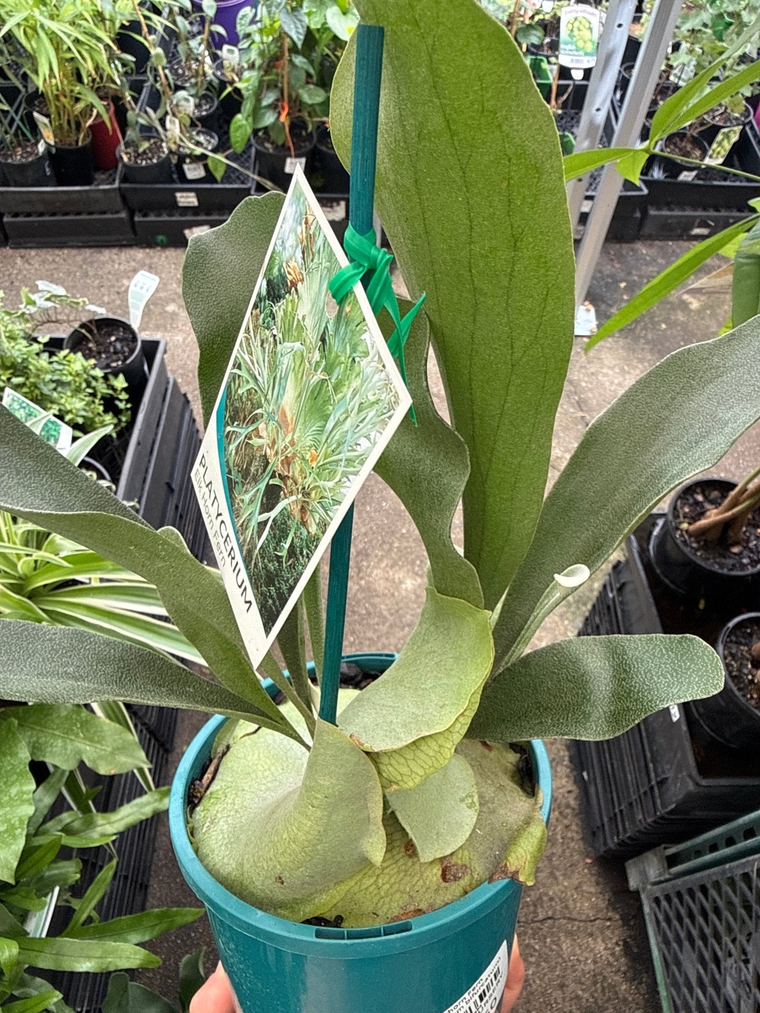Elkhorn Fern (Platycerium bifurcatum) - Ladybird Nursery