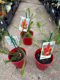 Red Banksia (Banksia ericifolia) - Ladybird Nursery