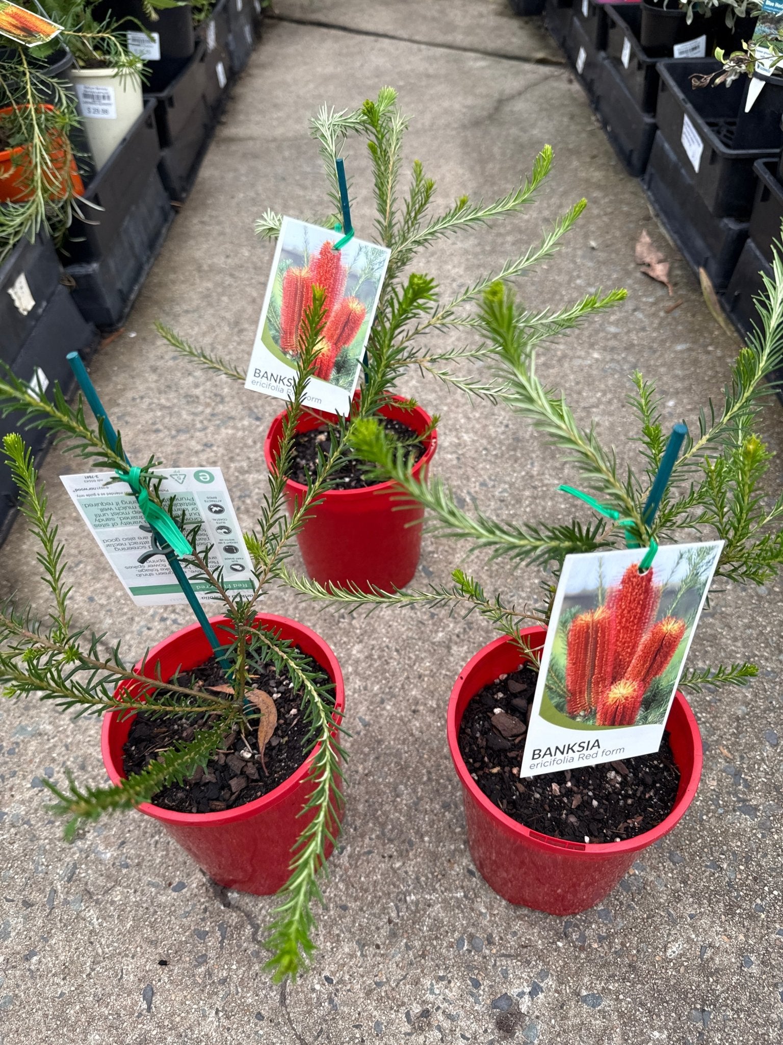 Red Banksia (Banksia ericifolia) - Ladybird Nursery
