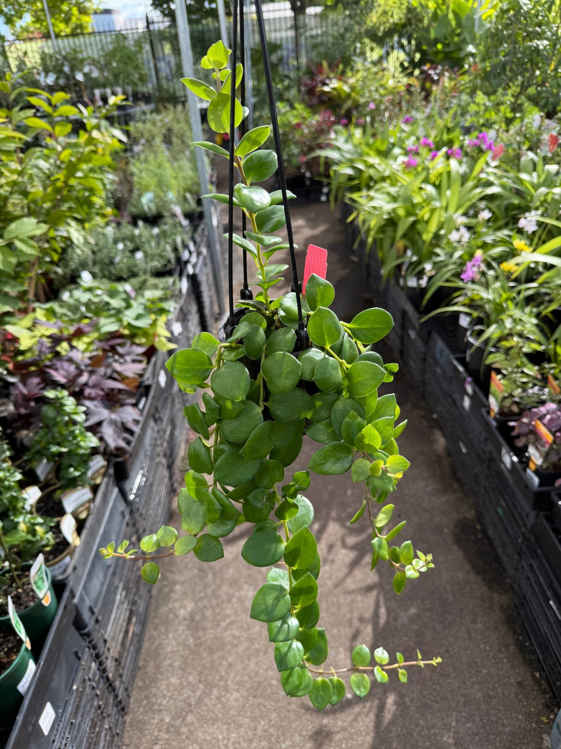 Lipstick Plant 'Thai Pink' (Aeschynanthus) - Ladybird Nursery
