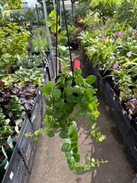 Lipstick Plant 'Thai Pink' (Aeschynanthus) - Ladybird Nursery