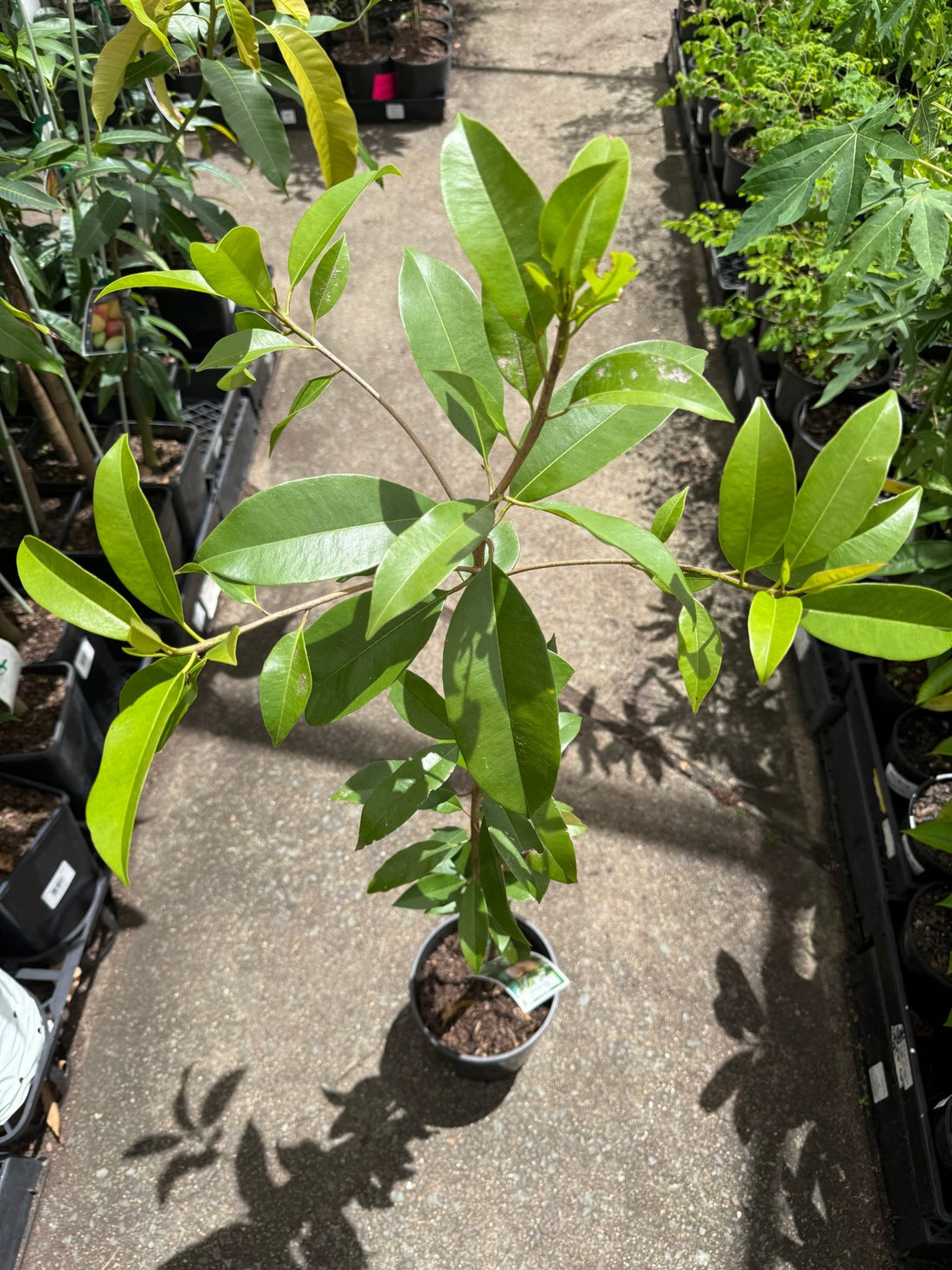 Sapodilla (Cheeku, Sapoda) - Ladybird Nursery