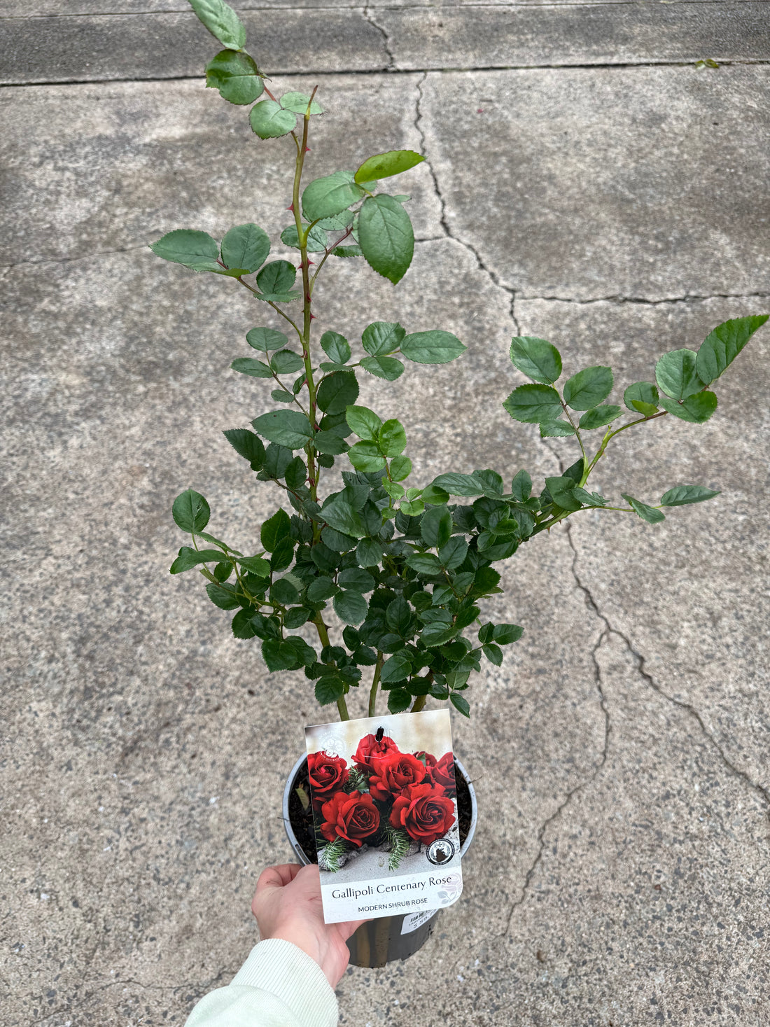 Rose 'Gallipoli Centenary'