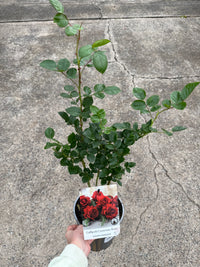 Rose 'Gallipoli Centenary'