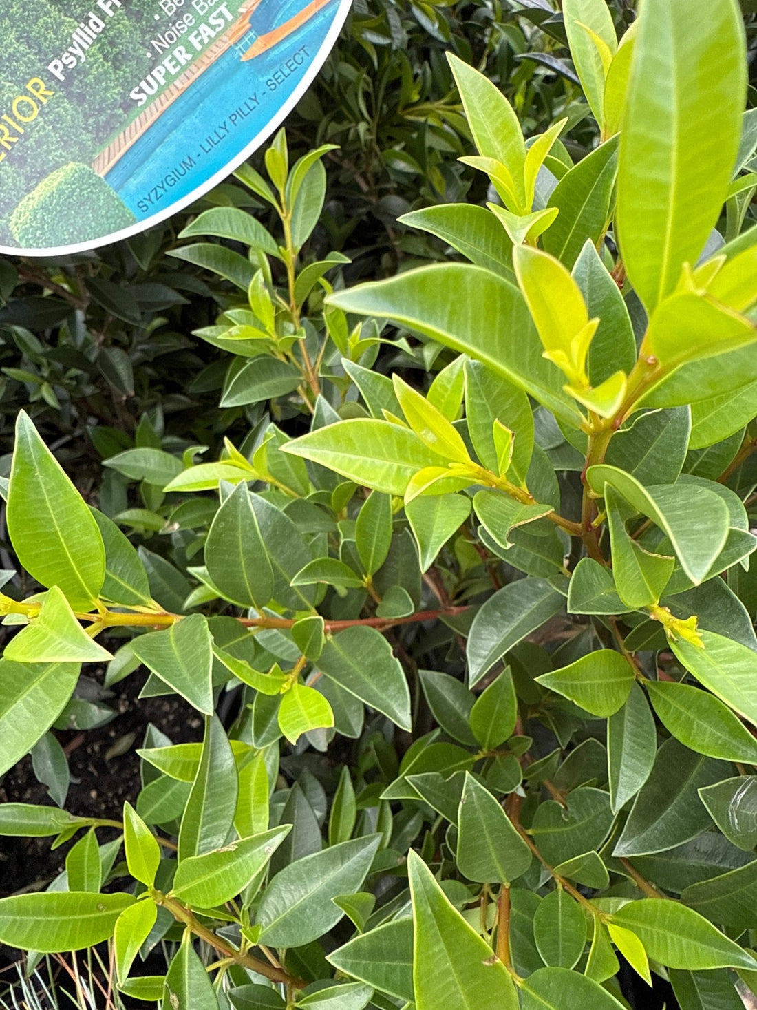 Lilly Pilly Superior (Syzygium australe) 200mm Pot - Ladybird Nursery