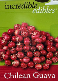 Guava 'Chilean' (Ugni molinae) - Ladybird Nursery