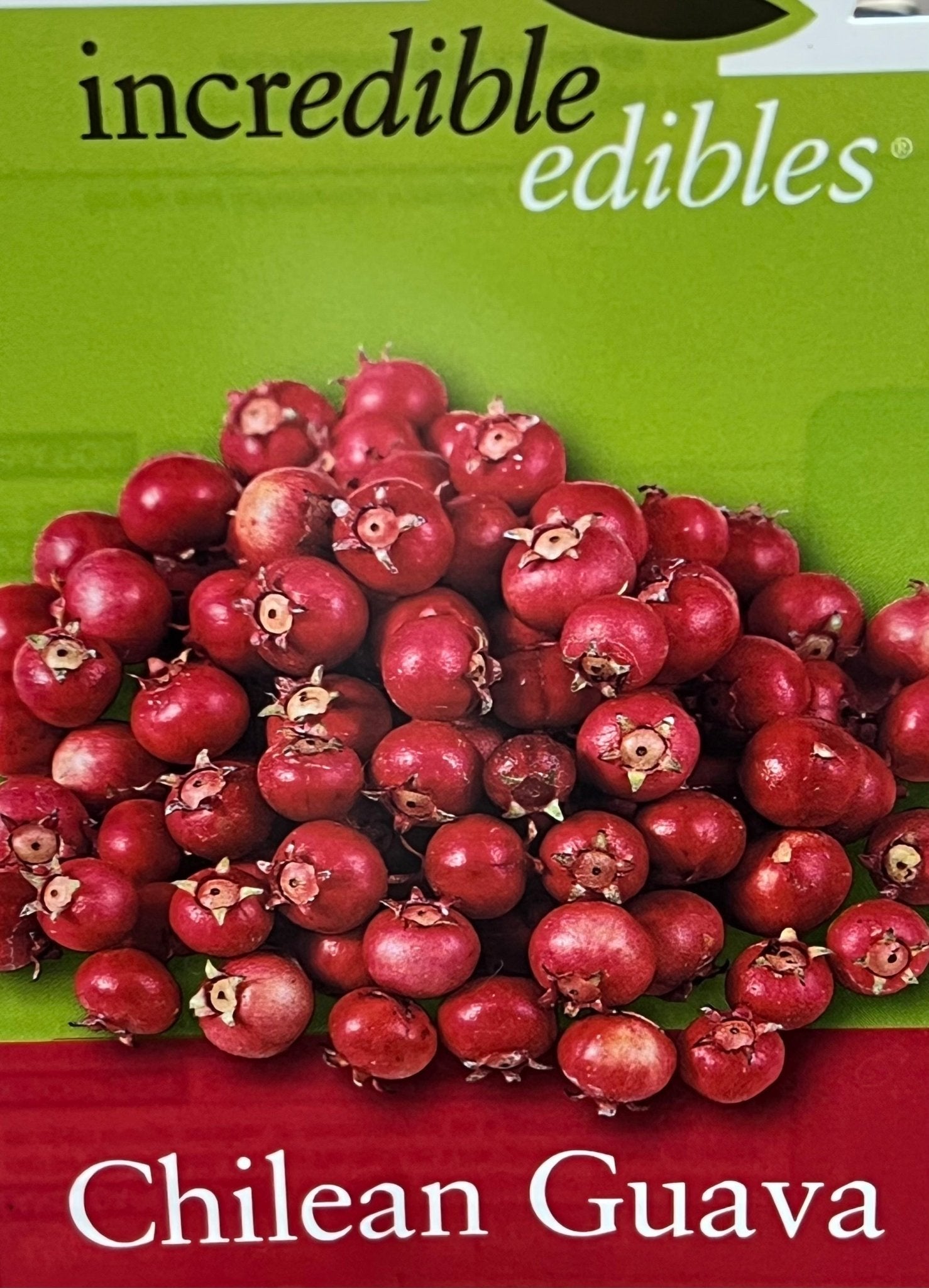 Guava 'Chilean' (Ugni molinae) - Ladybird Nursery