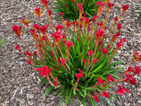 Kangaroo Paw 'Bush Surprise' (Anigozanthos) - Ladybird Nursery