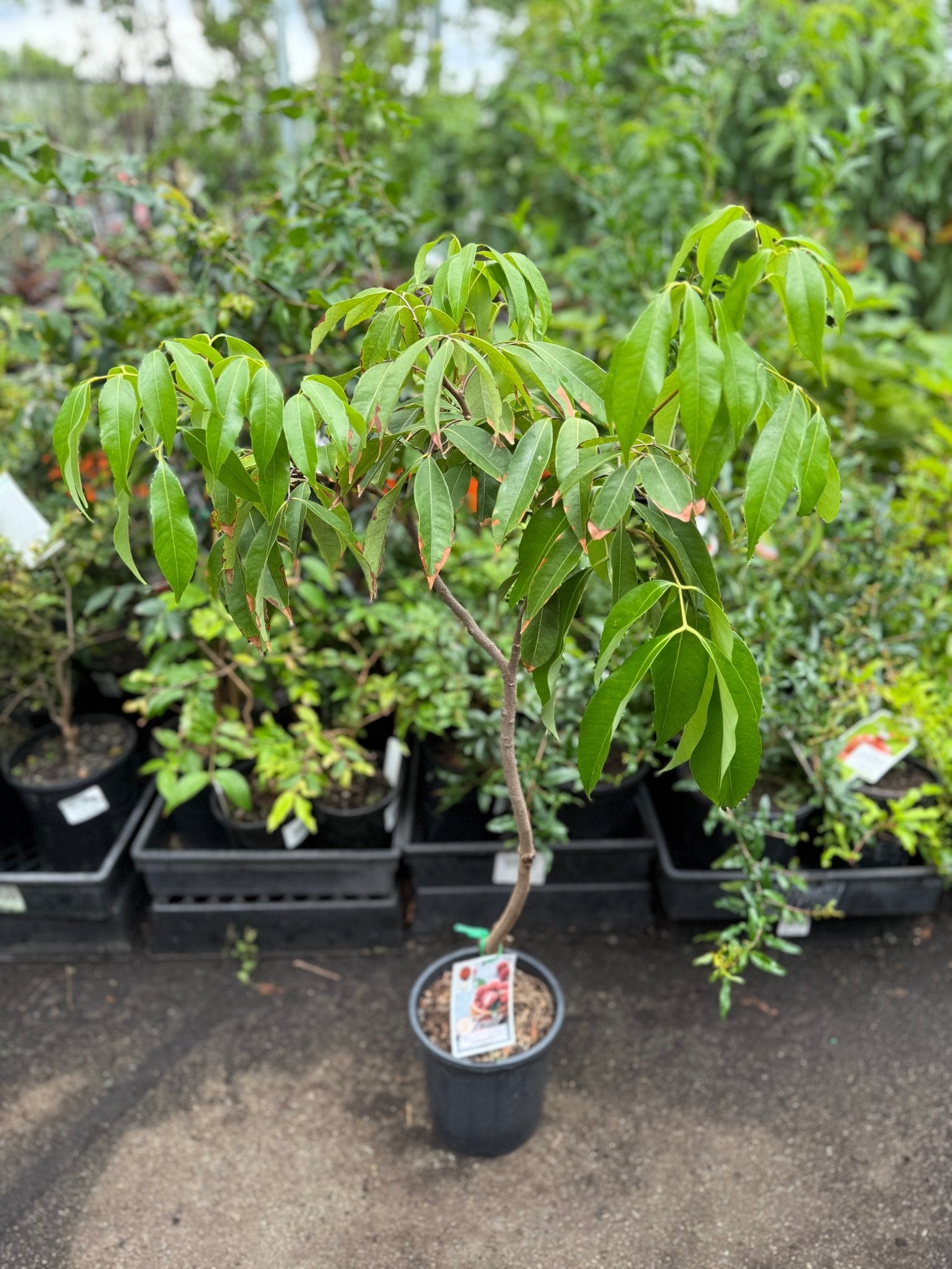 Lychee Lin San Sue (Small Seed) - Ladybird Nursery