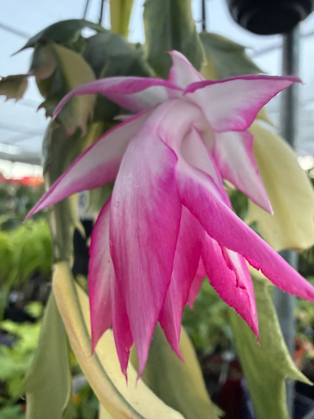 Variegated Zygocactus (Schlumbergera truncata) - Ladybird Nursery