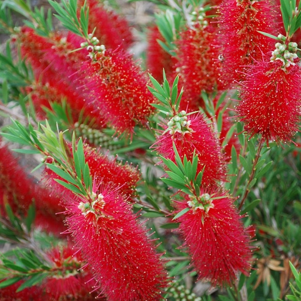 Bottlebrush (Callistemon salignus)