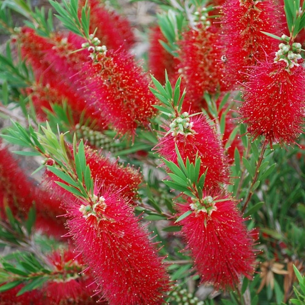 Bottlebrush (Callistemon salignus) - Ladybird Nursery