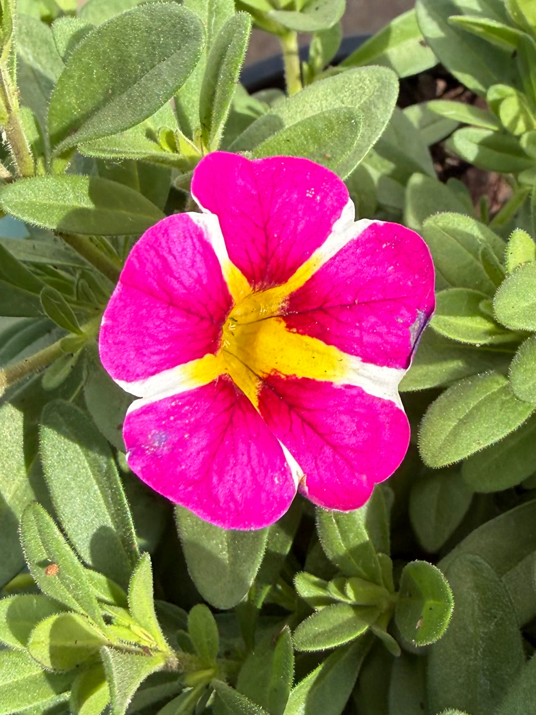 Calibrachoa 'Pink Bling'