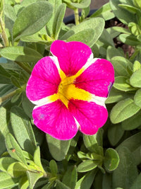 Calibrachoa 'Pink Bling'