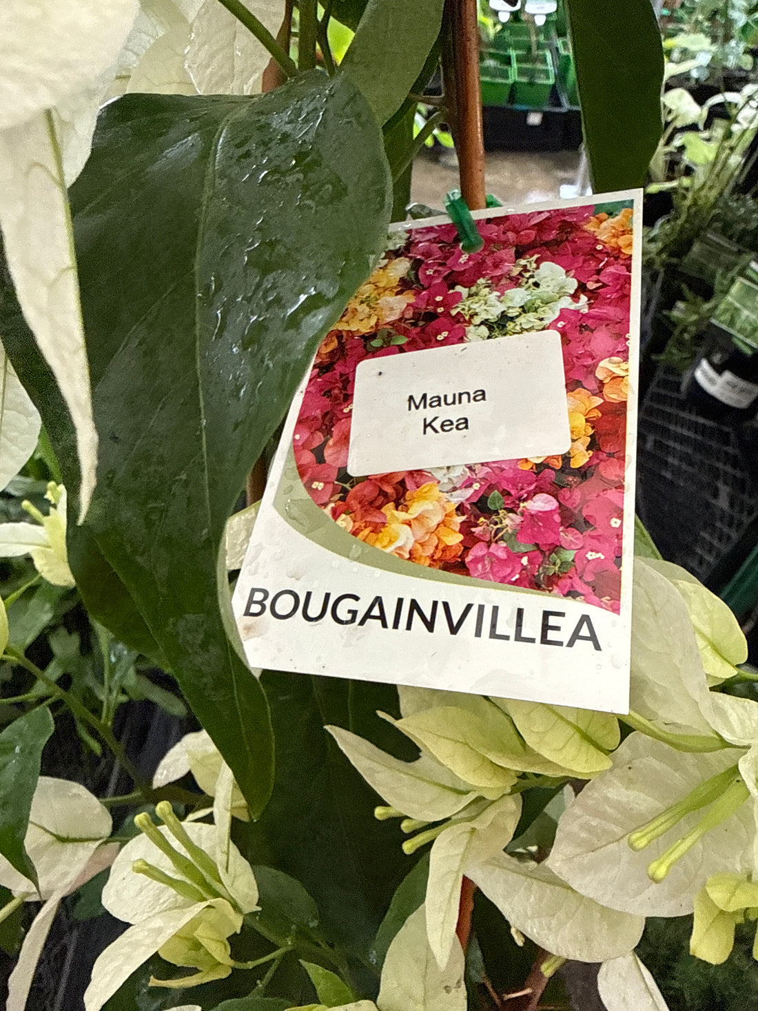 Bougainvillea 'Mauna Kea' (Bougainvillea glabra) - Medium
