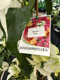 Bougainvillea 'Mauna Kea' (Bougainvillea glabra) - Medium