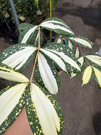 Dracaena ‘Milky Way’ (Dracaena surculosa) - Ladybird Nursery