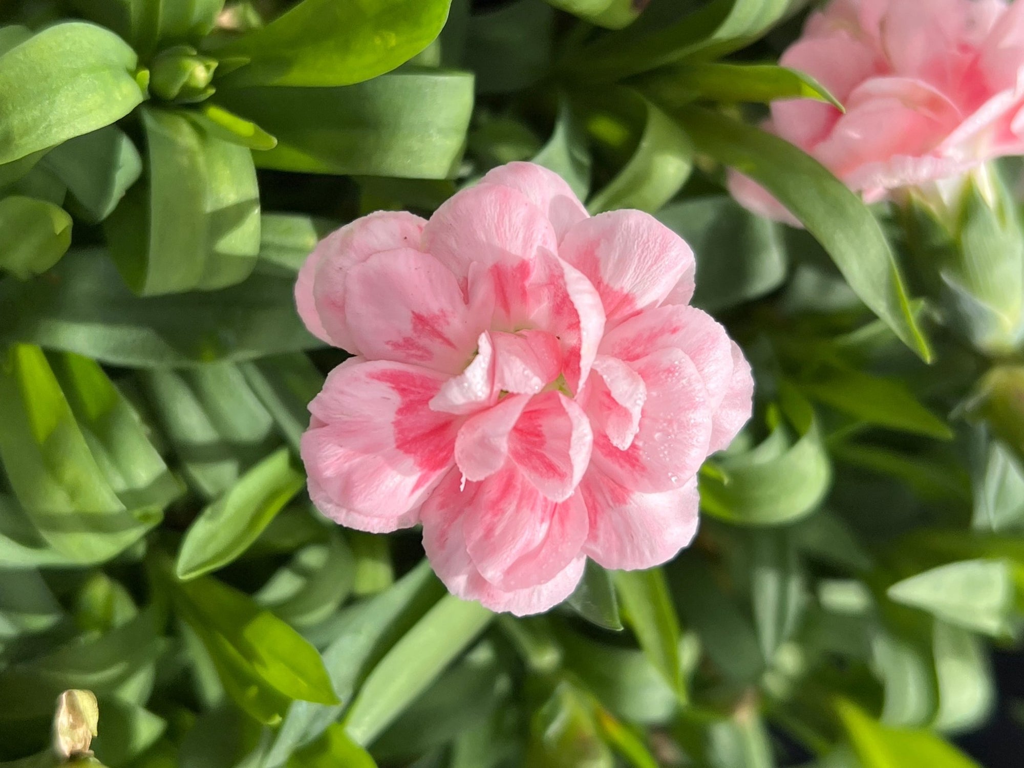 Dwarf Carnation 'Pastel' - Ladybird Nursery