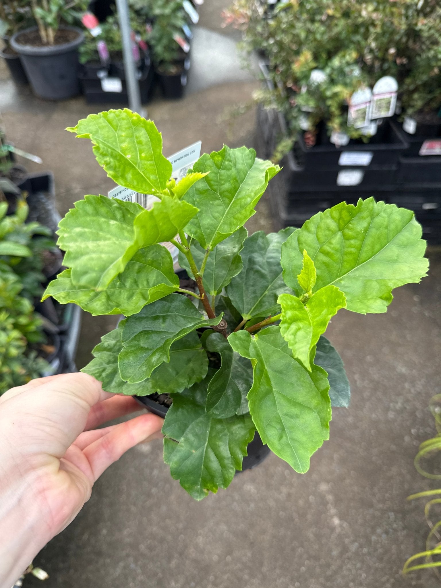 Hibiscus 'Fantasy Sunset Ruffle' (Hibiscus rosa-sinensis) - Ladybird Nursery