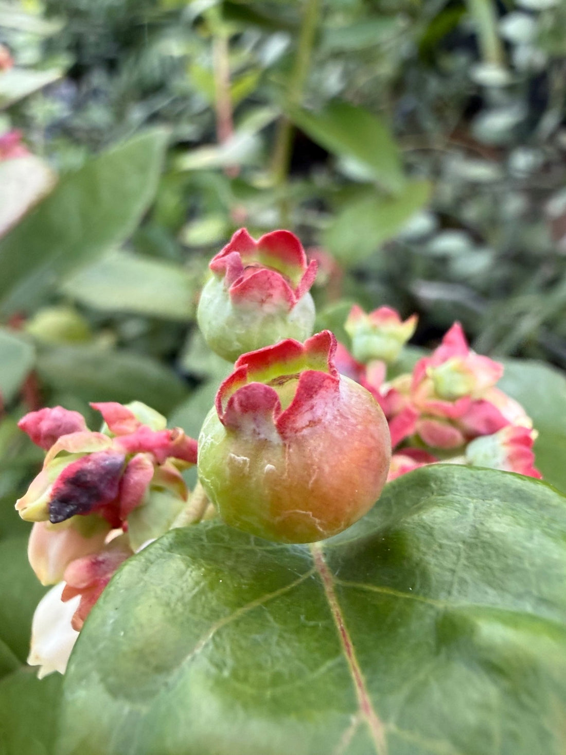 Blueberry 'Sharpe Blue' - Extra Large (PICKUP ONLY) - Ladybird Nursery